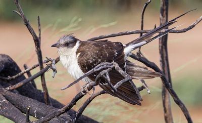 Great Spotted Cuckoo