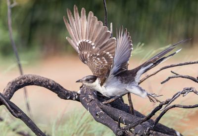 Great Spotted Cuckoo   קוקיה מצוייצת