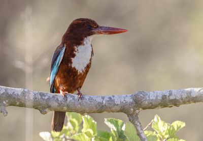White throated Kingfisher שלדג לבן חזה