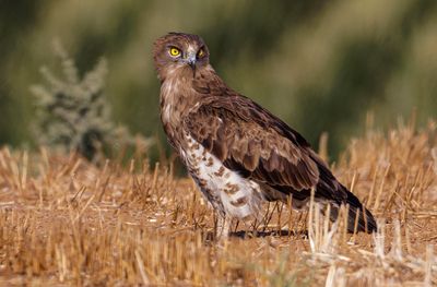Short Toed Eagle 2024 -2025   חיוויאי 