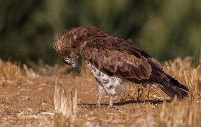 Short Toed Eagle