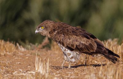 Short Toed Eagle 2024 -2025 חיוויאי