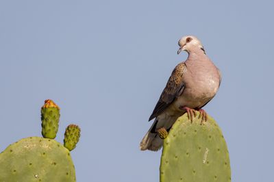 Turtle Dove תור מצוי