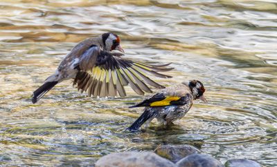 Goldfinch