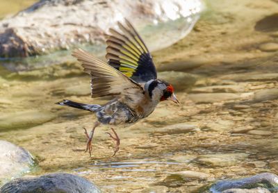 Goldfinch  חוחית