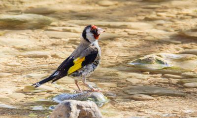 Goldfinch חוחית