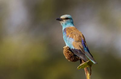Roller