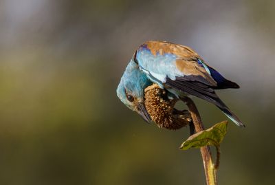 Roller (European)   כחל