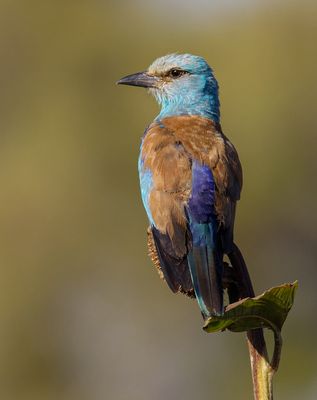 Roller