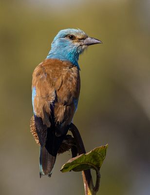 Roller