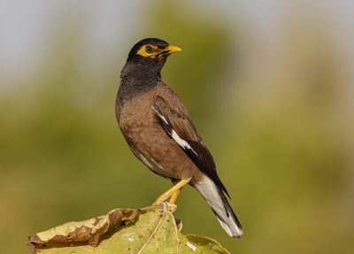 Common Myna