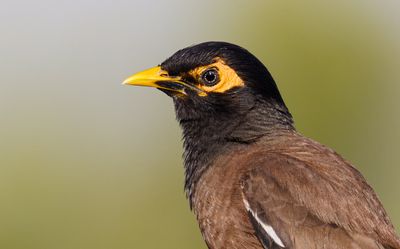 Common Myna מאינה הודית