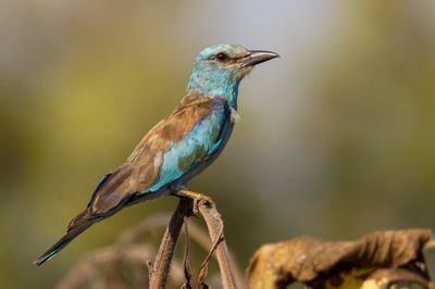 Roller (European)   כחל