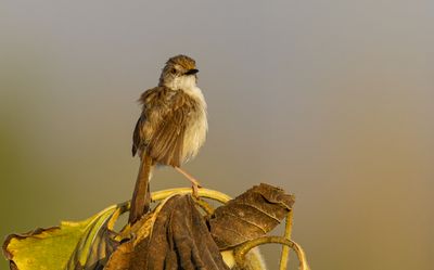 Graceful Prinia