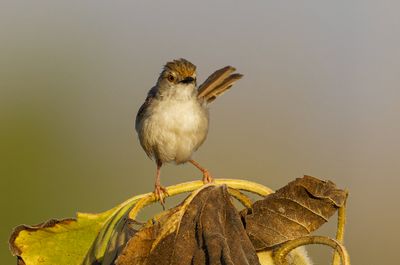 Graceful Prinia