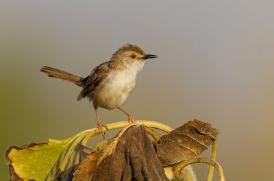 Graceful Prinia פשוש