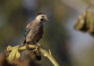 Eurasian Jay