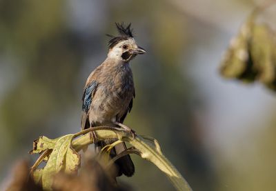 jay     עורבני שחור כיפה
