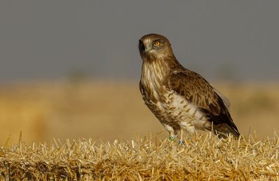 Short Toed Eagle