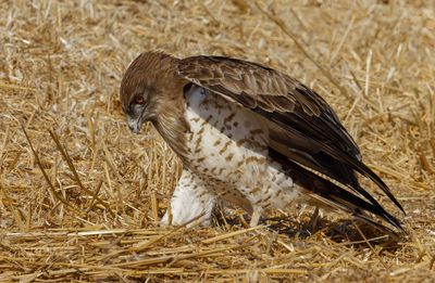 Short Toed Eagle