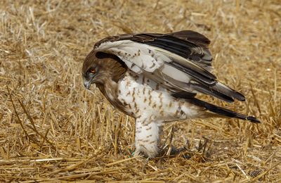 Short Toed Eagle 2024 -2025   חיוויאי 