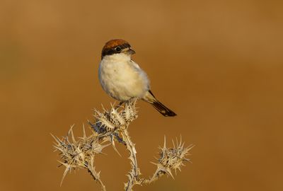 Woodchat Shrike