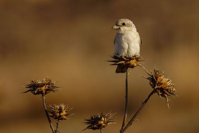 Woodchat Shrike   חנקן אדום ראש