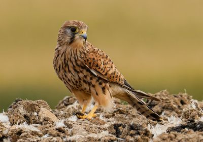 Common Kestrel