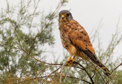 Common Kestrel