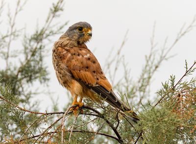 Common Kestrel 2017-2025