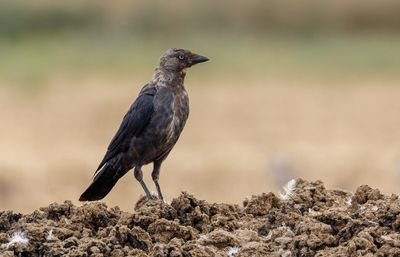 Eurasian Jackdaw קאק