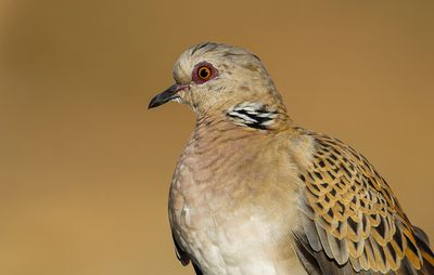 Turtle Dove              תור מצוי