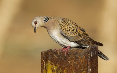 Turtle Dove