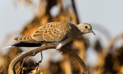 Turtle Dove תור מצוי
