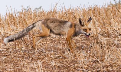  Red Fox