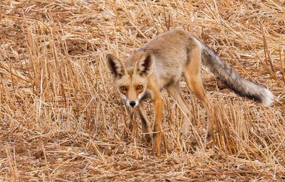 Red Fox שועל מצוי