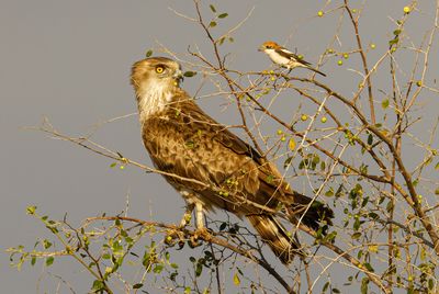 Short Toed Eagle 2024 -2025   חיוויאי 