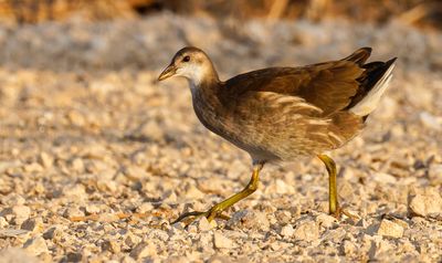 Moorhen