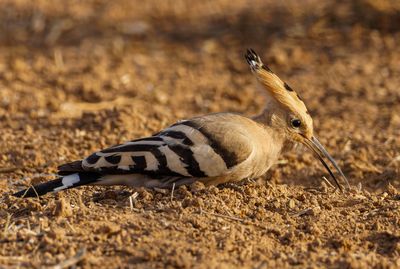 Hoopoe