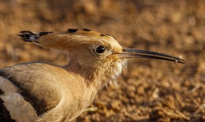 Hoopoe