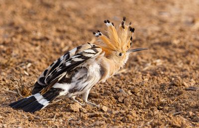 Hoopoe