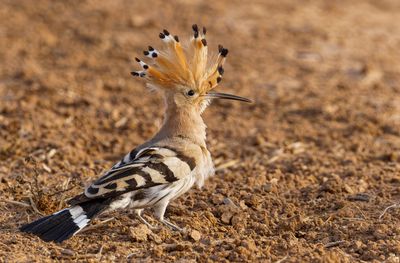 Hoopoe דוכיפת