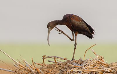 Glossy Ibis