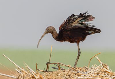 Glossy Ibis