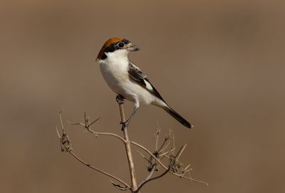Woodchat Shrike