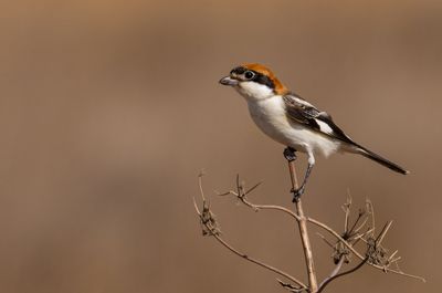 Woodchat Shrike חנקן אדום ראש
