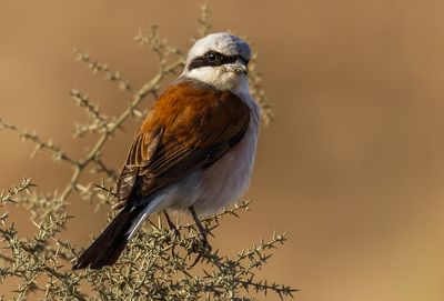 Red backed Shrike