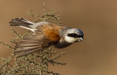 Red backed Shrike  חנקן אדום גב