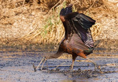 Glossy Ibis