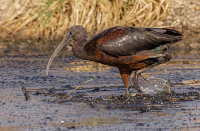 Glossy Ibis